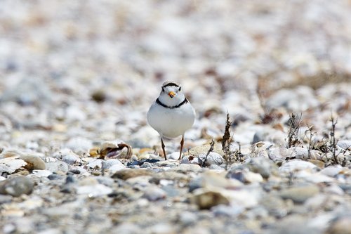 piping plover  endangered  beach