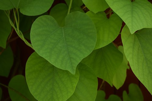 pipranka  plant  green