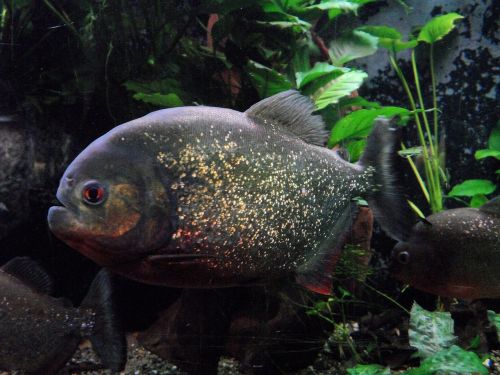 piranha aquarium zoo