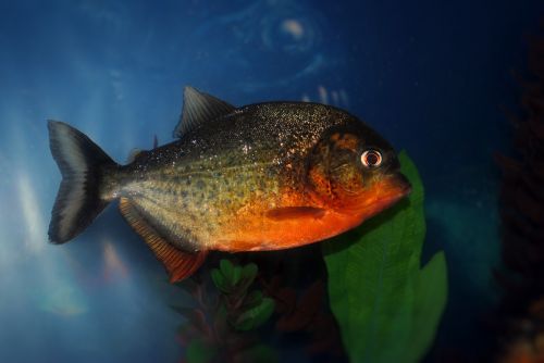 piranha red bellied fish