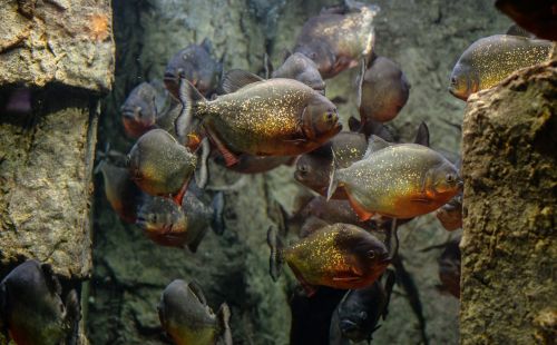 piranhas fish aquarium