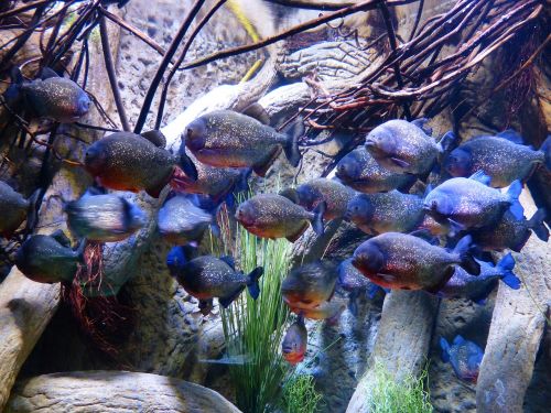 piranhas fish aquarium