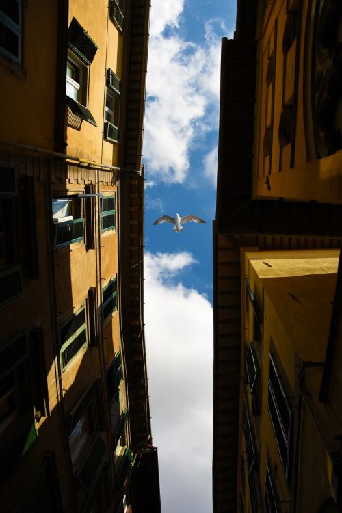 pisa seagull city