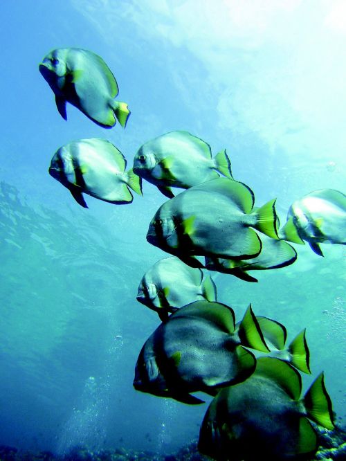 pisces fish underwater life