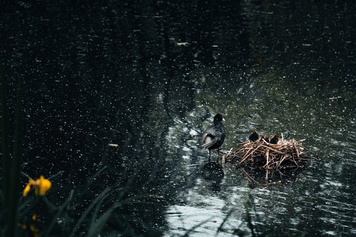 pisklaki  birds  lake