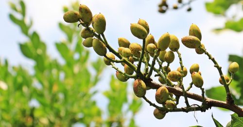 pistachios pistachio tree tree