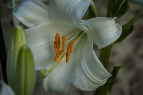 pistil lily white