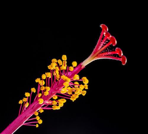 pistil hibiscus blossom