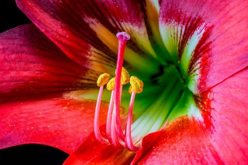 pistil pollen blossom