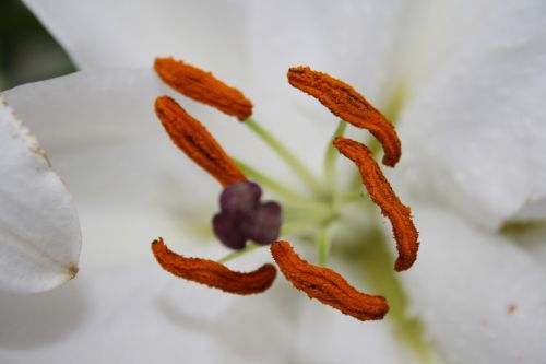 pistil pollen blossom