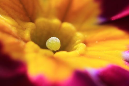 pistil flower nature