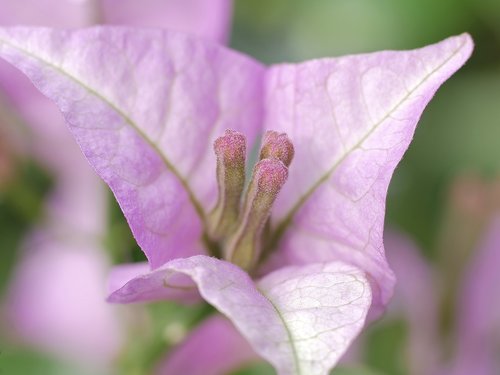 pistil  close up  purple