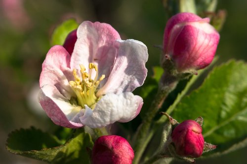 pistil  apple blossom  apple tree