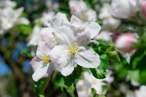pistil  apple tree flowers  blossom