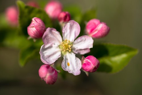 pistil  apple blossom  apple tree