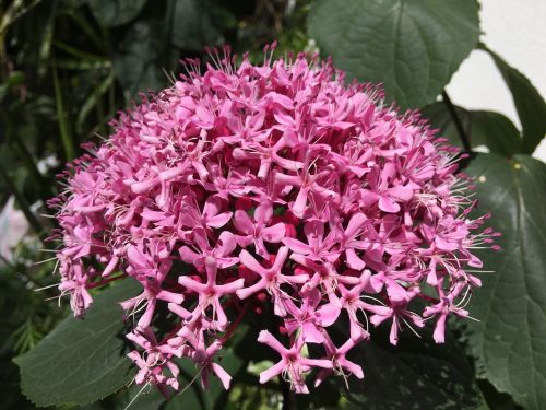 pistils pink flowers flower