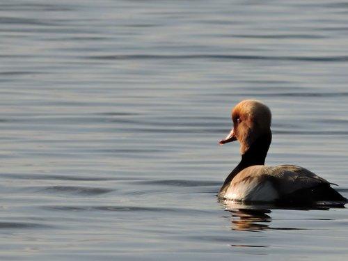 piston duck  lake constance  water bird