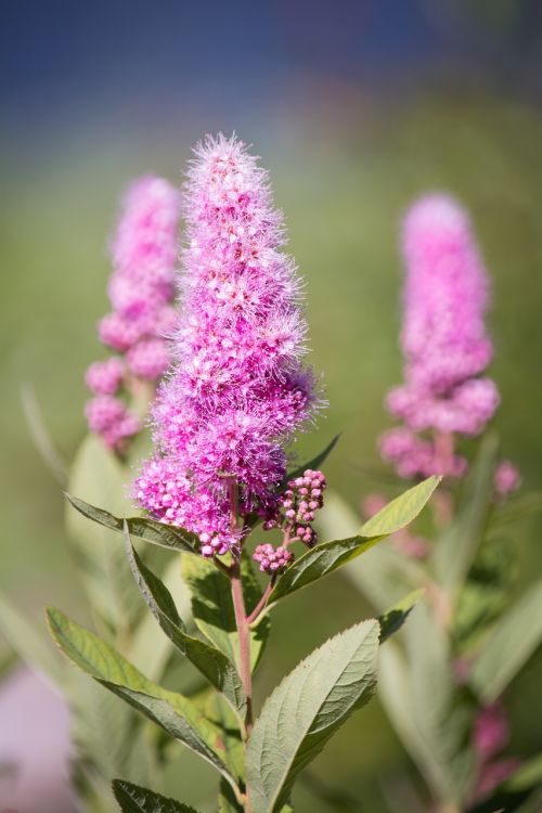 piston spiere bush ornamental shrub