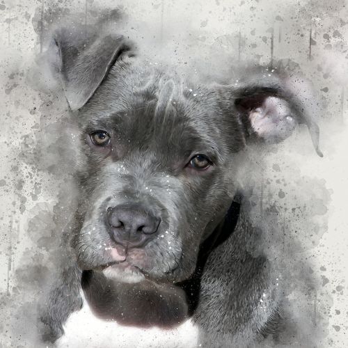 pit bull dog watercolour splatter effect dog
