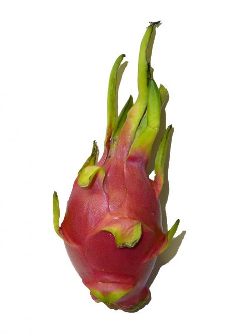pitahaya dragon fruit pitaya