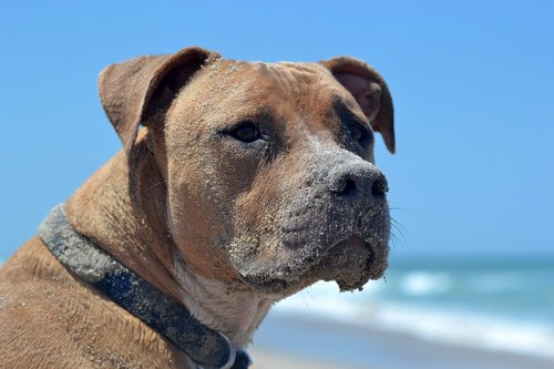 pitbull  dog  beach