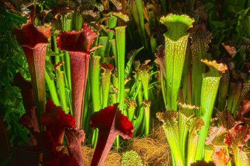 pitcher hdr carnivorous plant