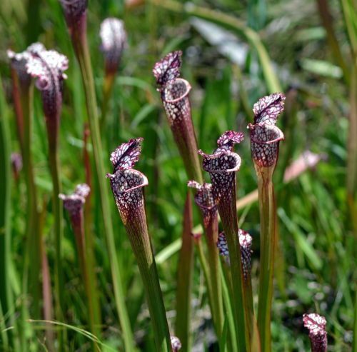 Pitcher Plant