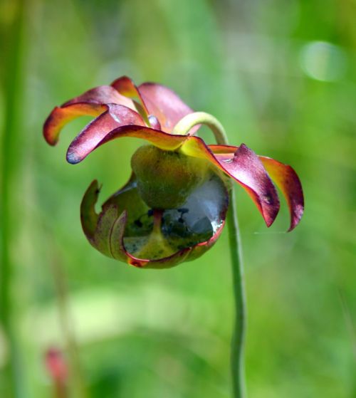 Pitcher Plant