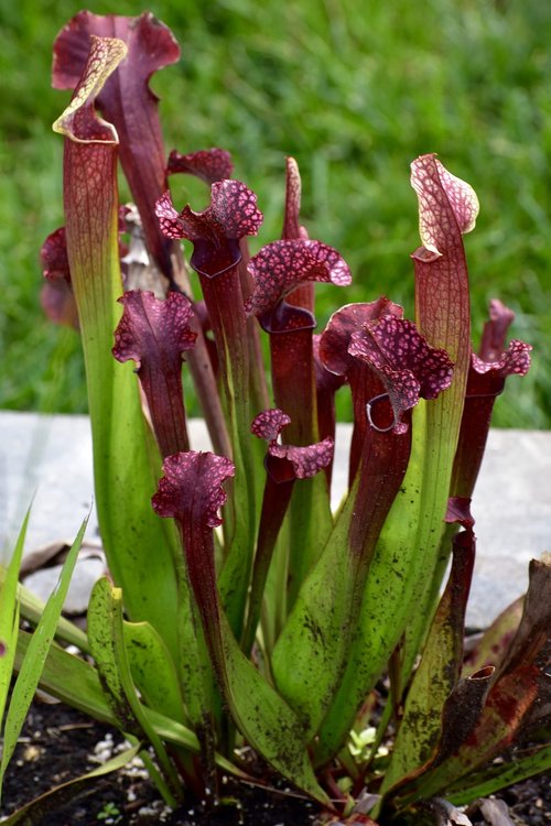 pitcher plant  flower  nature