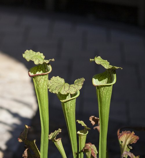 pitcher plant  nature  carnivorous plant