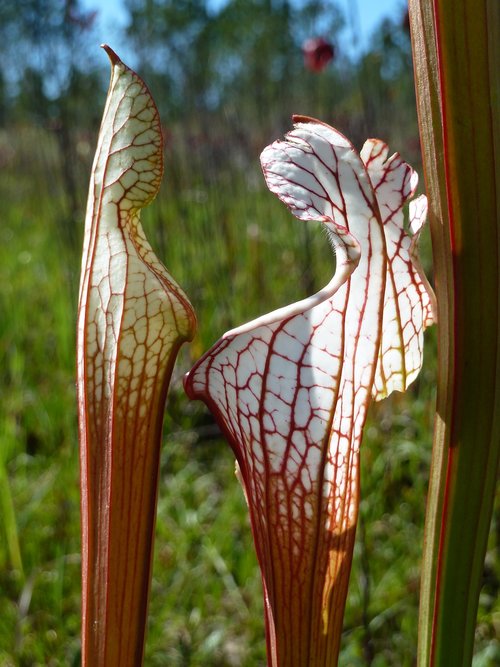 pitcher plant  alabama  carnivorous