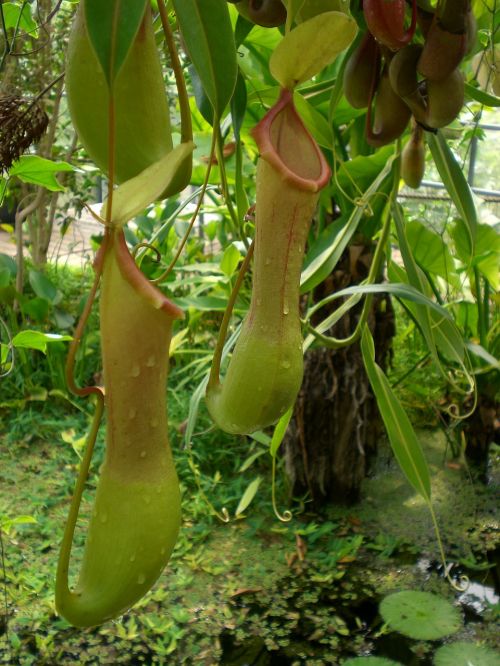 pitcher plant jungle nature