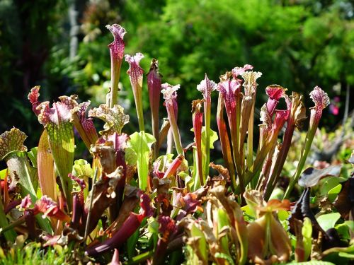 pitcher plant pitfall traps carnivorous