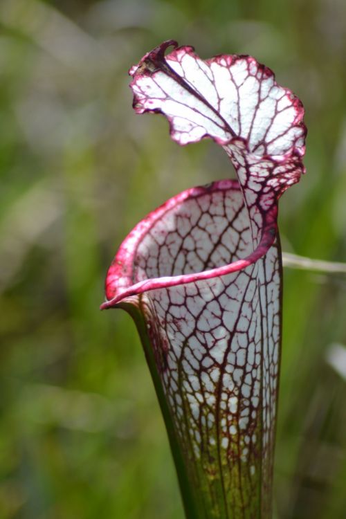 Pitcher Plant