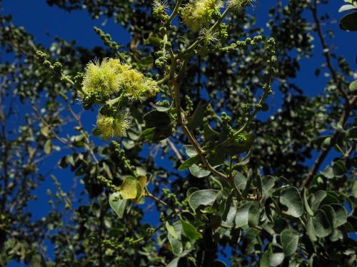 pithecellobium dulce flower tree