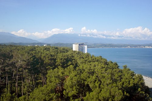 pitsunda  abkhazia  pine