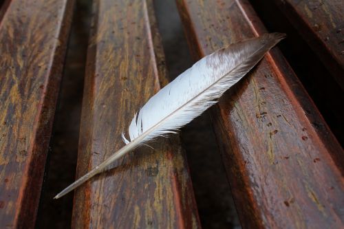 pity pigeon feather feather