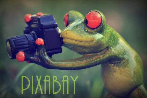 pixabay photographer frog