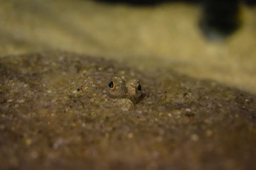 plaice in the sand fish close