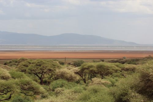 plain safari landscape
