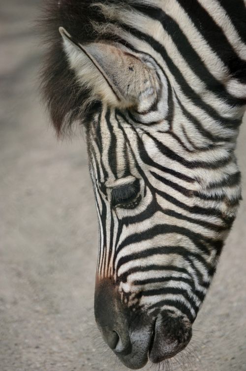 plains zebra head zebra