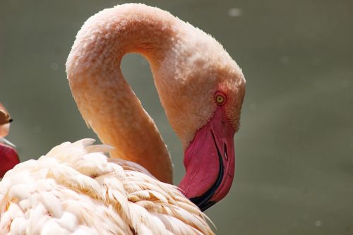 plameniak bird roseflamingo