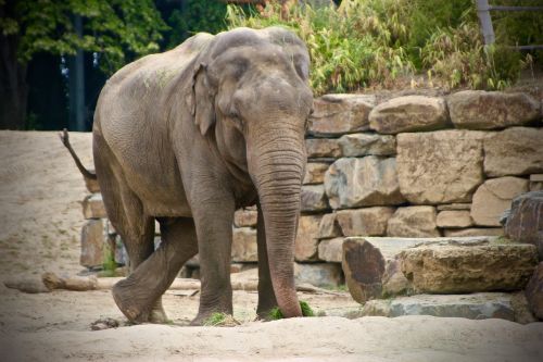 planckendael elephant zoo