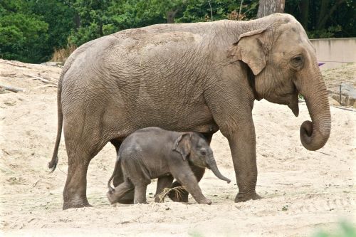 planckendael elephant petit