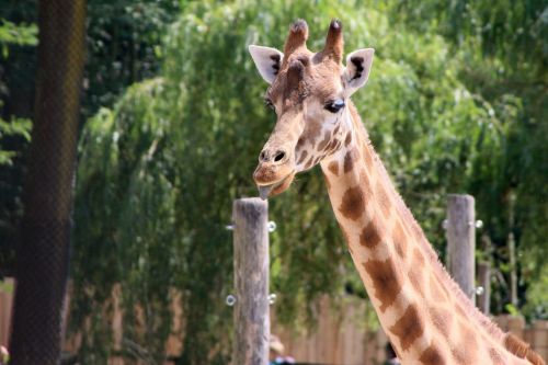 planckendael giraffe animal