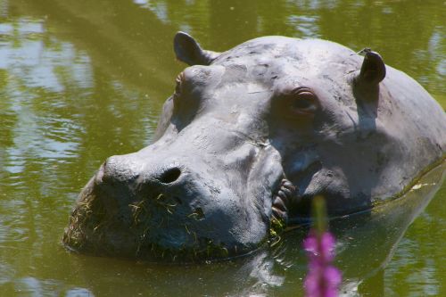 planckendael zoo hippopotamus