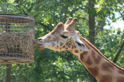 planckendael giraffe zoo