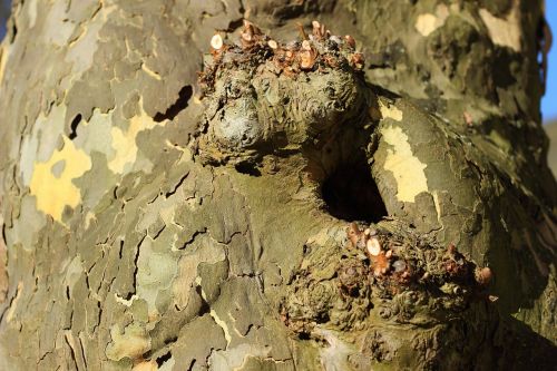 plane tree bark