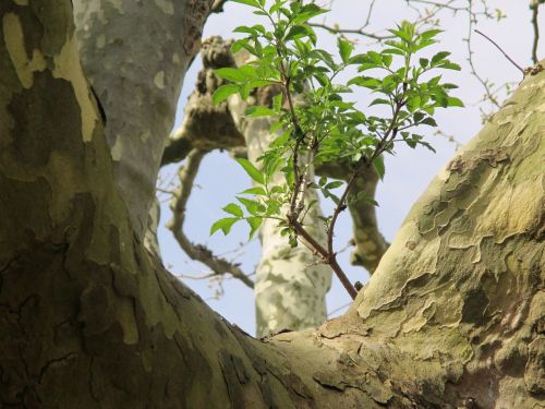 plane tree log