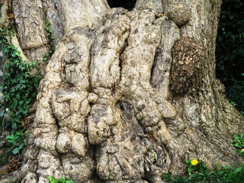 plane tree log